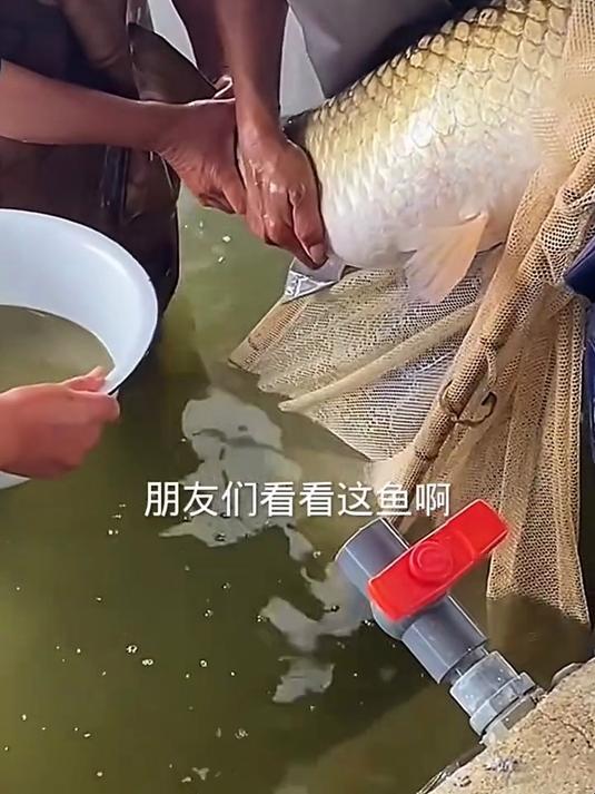 这大鱼真多子啊