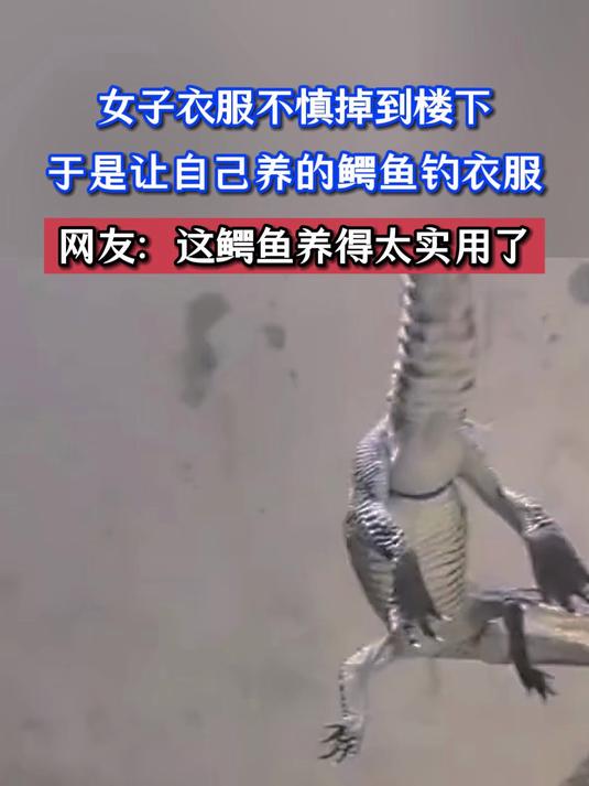 女子衣服不慎掉到楼下,于是让自己养的鳄鱼钓衣服,网友:这鳄鱼养得太实用了