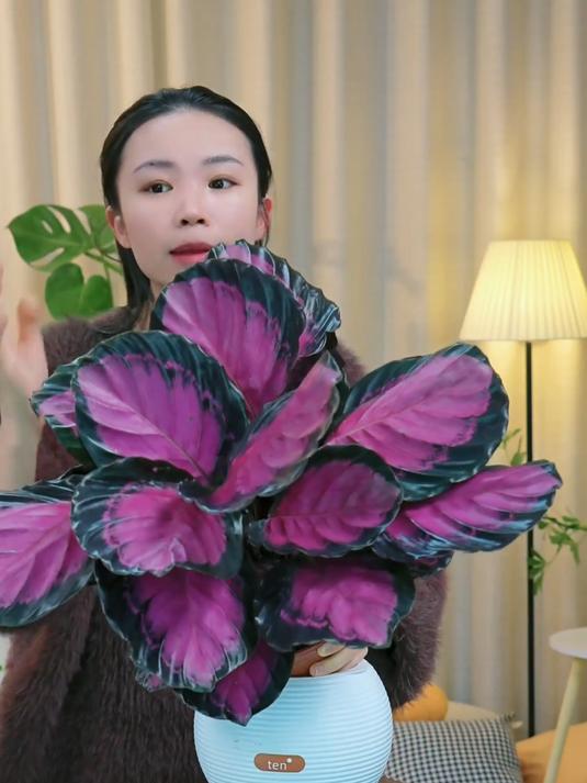 家里养上一盆玫瑰竹芋,好看又好养,寓意还好