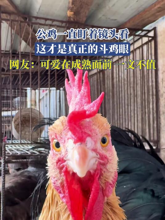 公鸡一直盯着镜头看，这才是真正的斗鸡眼