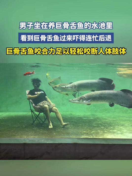 男子坐在养巨骨舌鱼的水池里