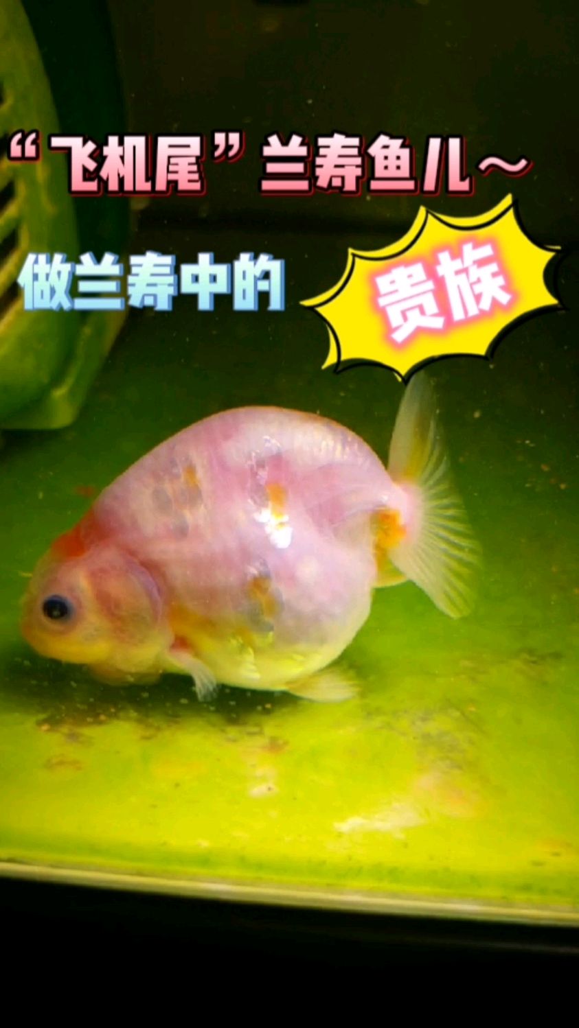 兰寿鱼儿的快乐日常～