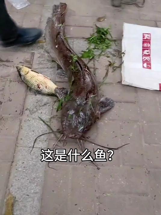 一口气认识34种常见的“鱼”，你吃过哪种？#鱼 #水族 #涨见识