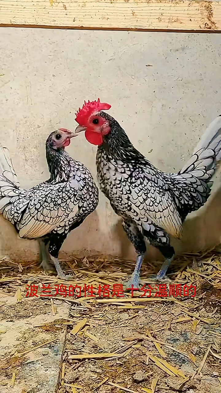 双宿双栖最美波兰鸡