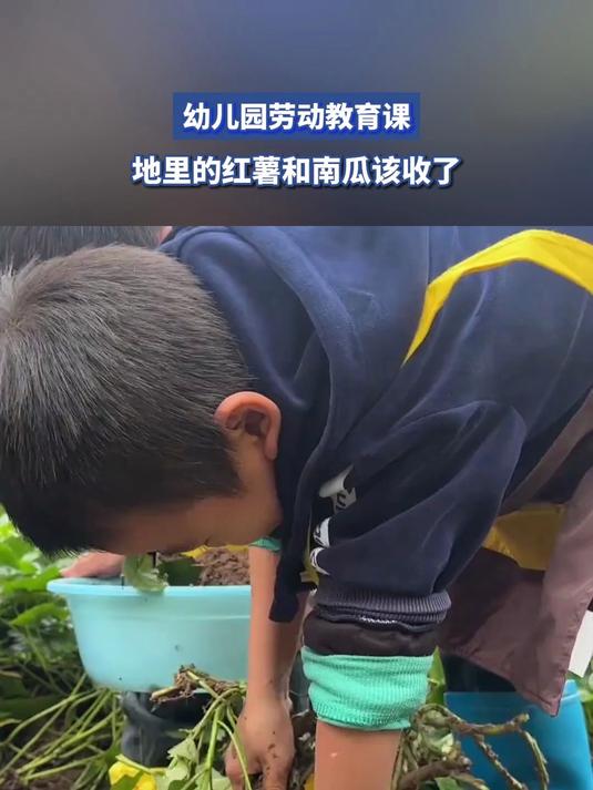 幼儿园劳动教育课,地里的红薯和南瓜该收了