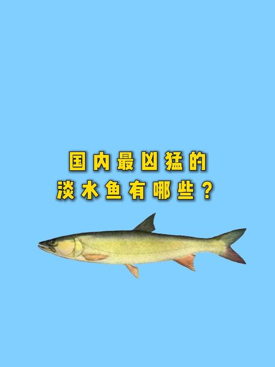 国内最凶猛的淡水鱼有哪些?