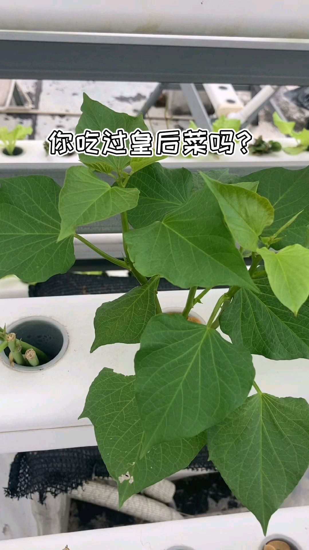 无土栽培水培皇后菜