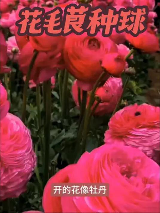 春天种花就选芹叶牡丹 毛茛 切花超美 小姐姐快种