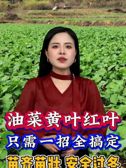 油菜黄叶红叶咋解决?一招搞定苗齐苗壮过寒冬