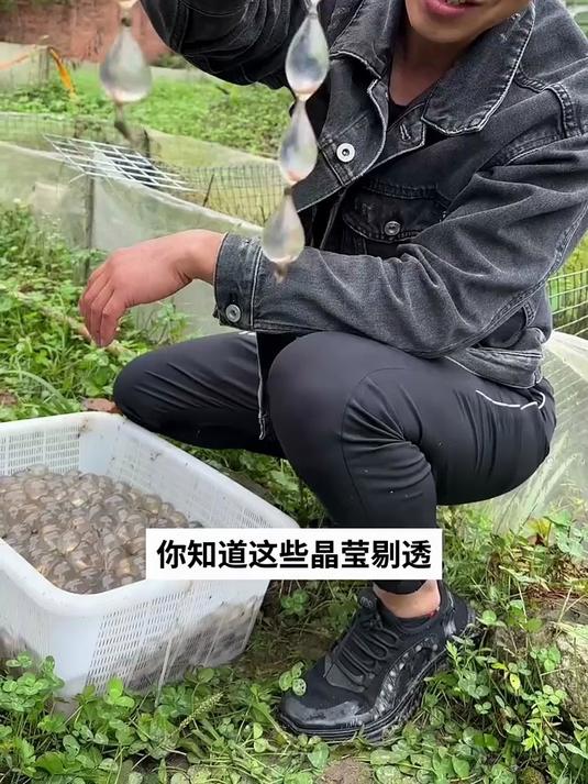 娃娃鱼的卵很奇特,像是一串珍珠!