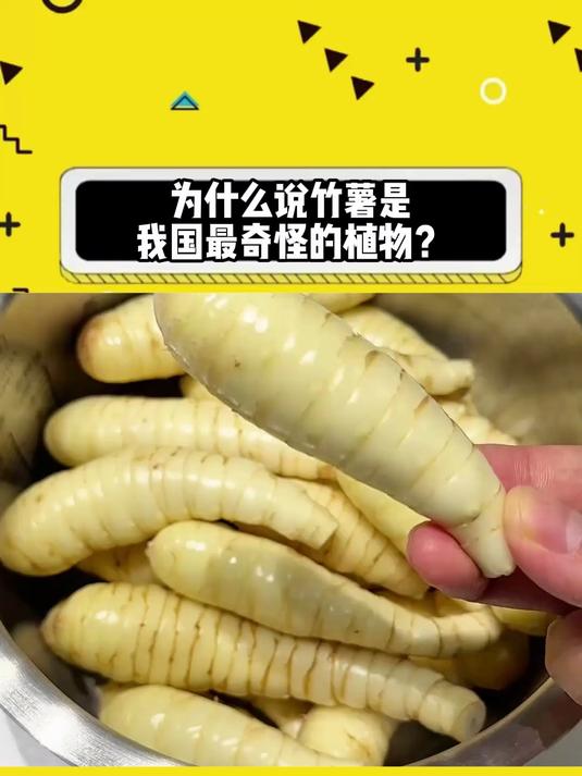 为什么说竹薯是我国最奇怪的植物？