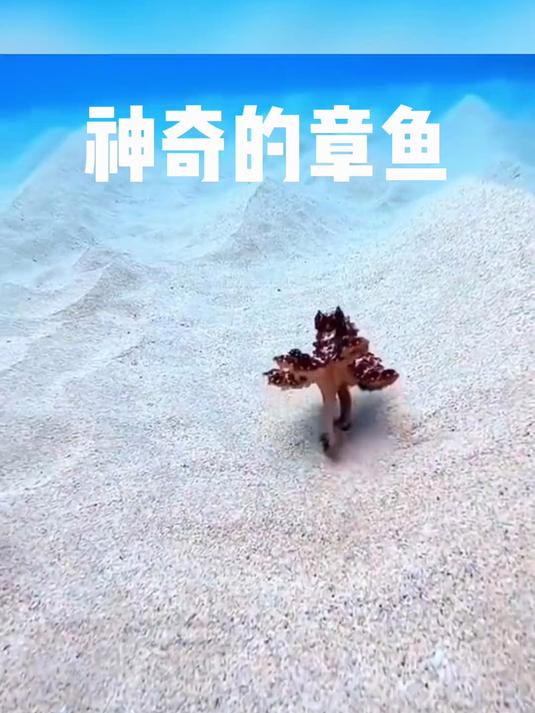 章鱼，海洋里的变形小达人～