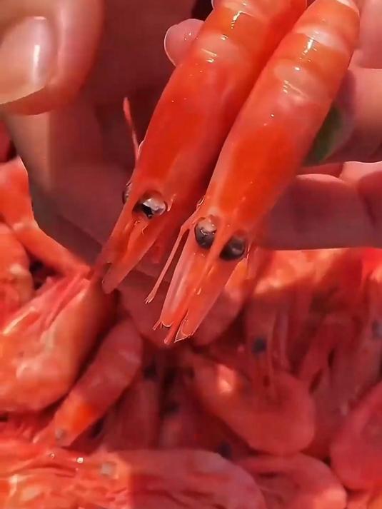 北极甜虾来了,味道正值得一尝