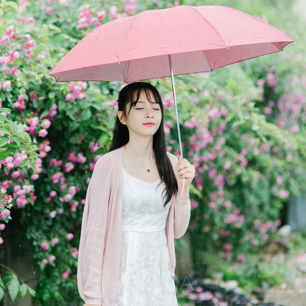 雨中蔷薇-六色网