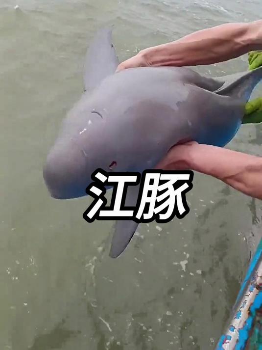 长江著名街溜子江豚