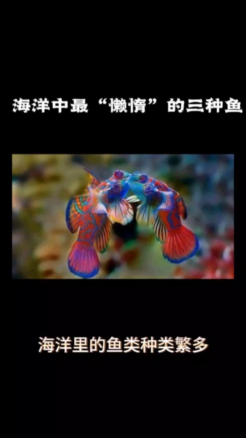 海洋中三条“懒惰”的鱼