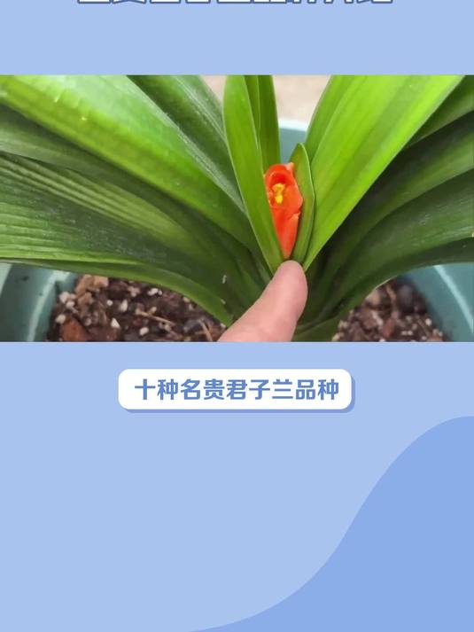 名贵君子兰品种介绍