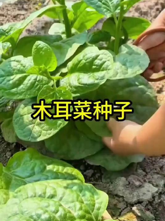 大叶木耳,边吃边长,越摘长得越旺盛