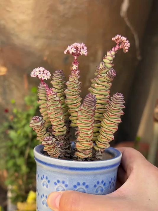 钱串开花怎么办?不要留啊