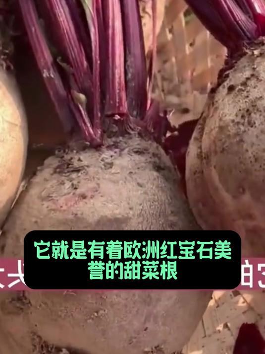 甜菜根魅力大,富含叶酸维生素,滋养身体佳