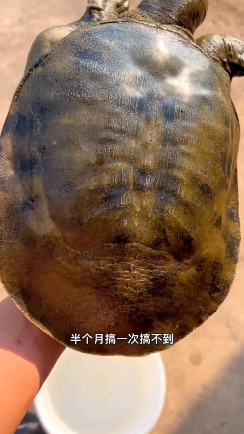 兄弟230一斤收到3个荷花塘纯野生甲鱼!镜面背部,马赛克花纹,野生甲鱼里面都算上品了