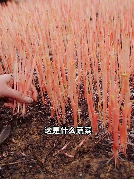 “蔬菜集合”一口气认识50种保命蔬菜,你最爱吃哪一种?网友:第一次见鸡头包和乌刺龙蛋