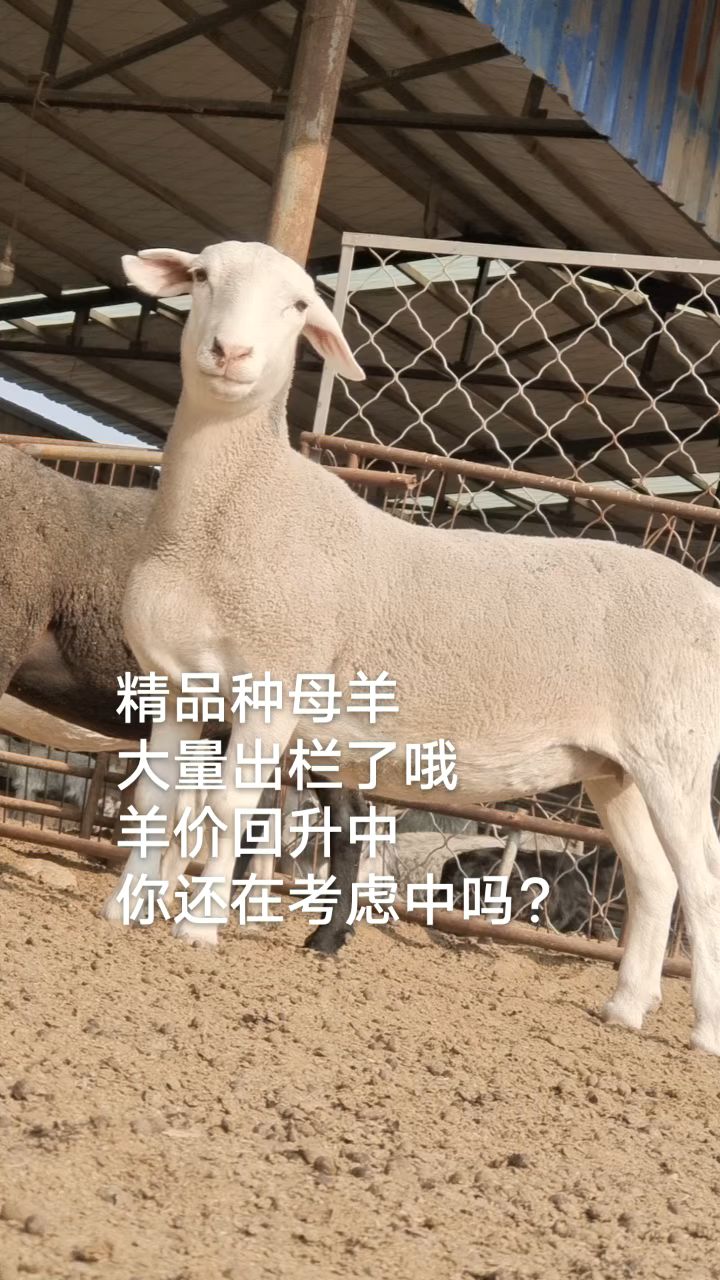 澳洲白种母,种公羊大体肉羊品种羊,南方北方都可以养,圈养放养都可以新手很好的选择
