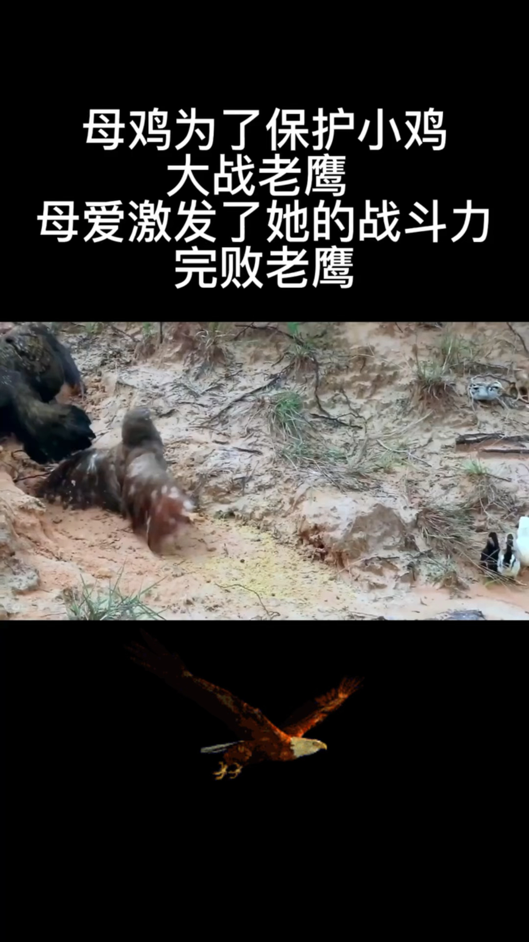 母鸡为了保护小鸡,与老鹰疯狂战斗