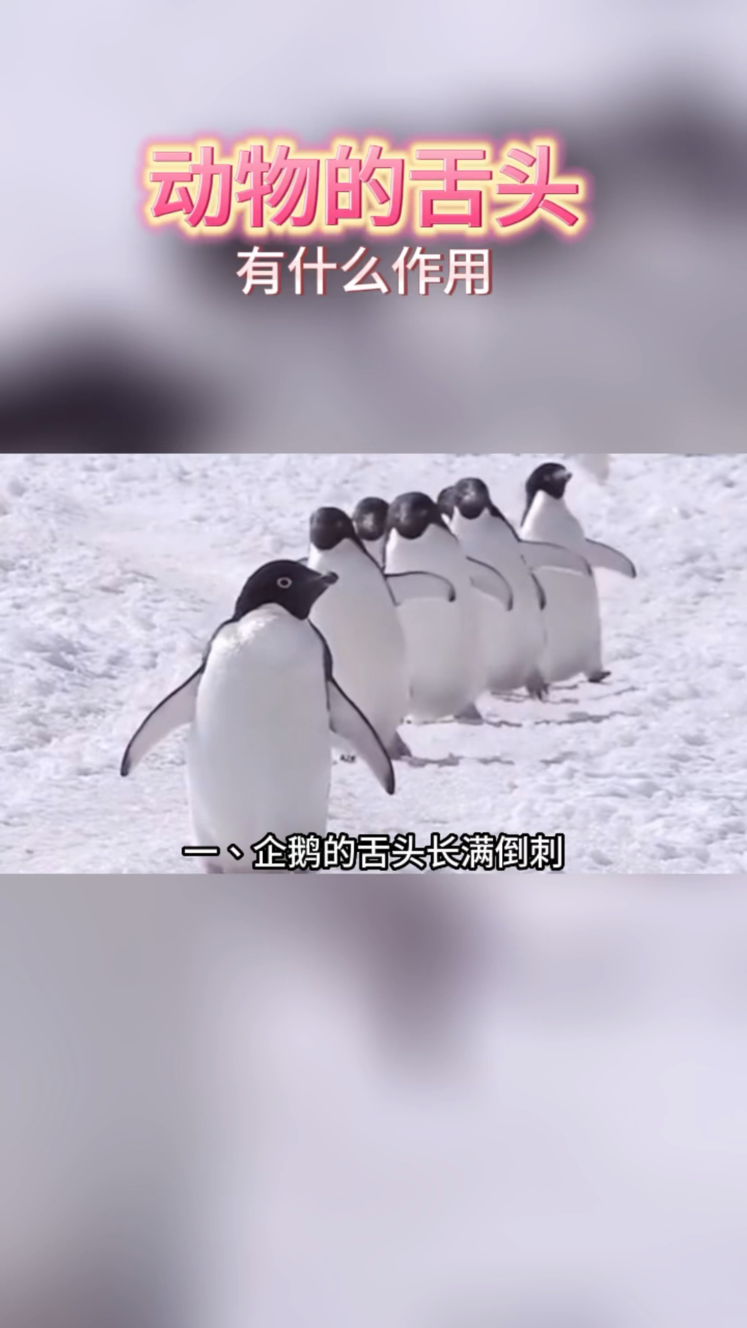 动物舌头有什么作用
