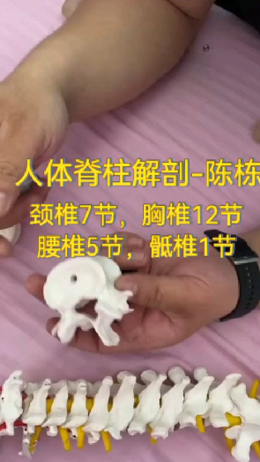 人体脊柱解剖-陈栋(颈椎7节,胸椎12节,腰椎5节,骶椎1节)