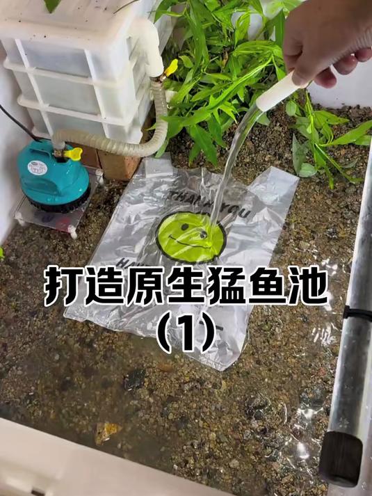 打造原生猛鱼池,白条马口翘嘴鳡鱼申请出战!