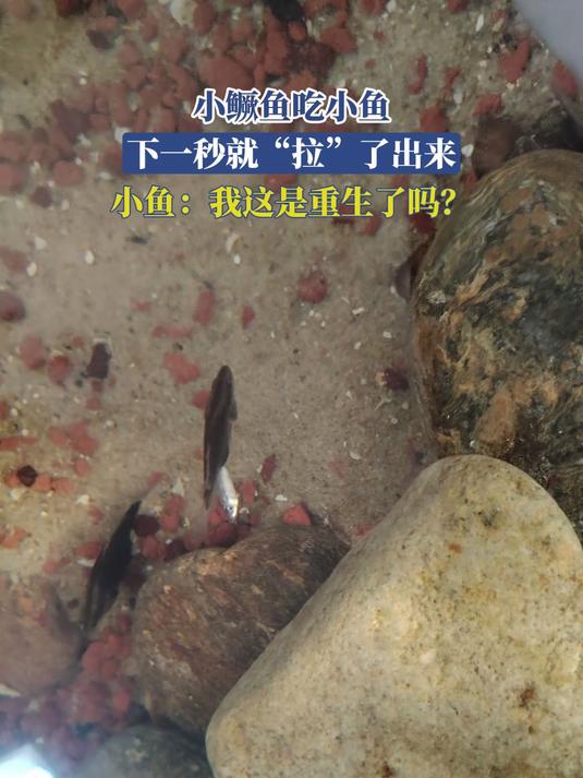小鳜鱼吃小鱼,下一秒就“拉”了出来,小鱼:我这是重生了吗?
