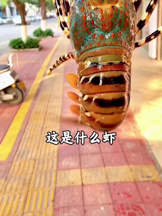 带你认识20种不同的虾！