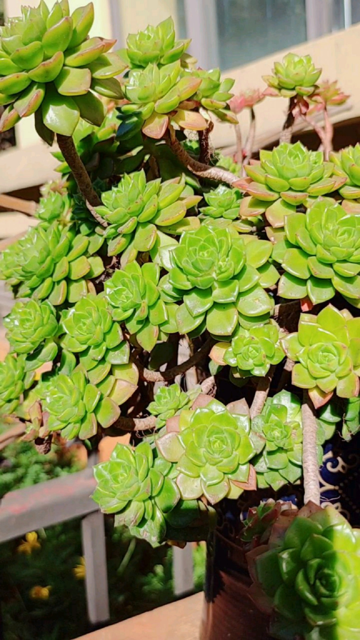 多肉蒂亚长花箭了,全掐了