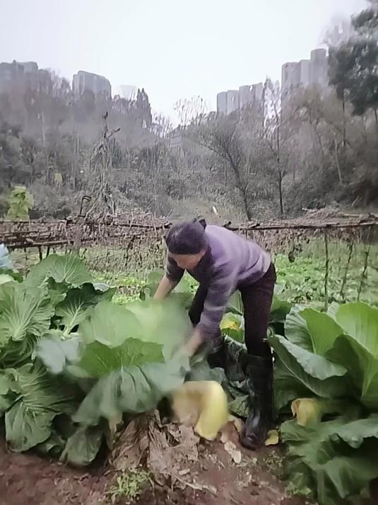 这是什么菜
