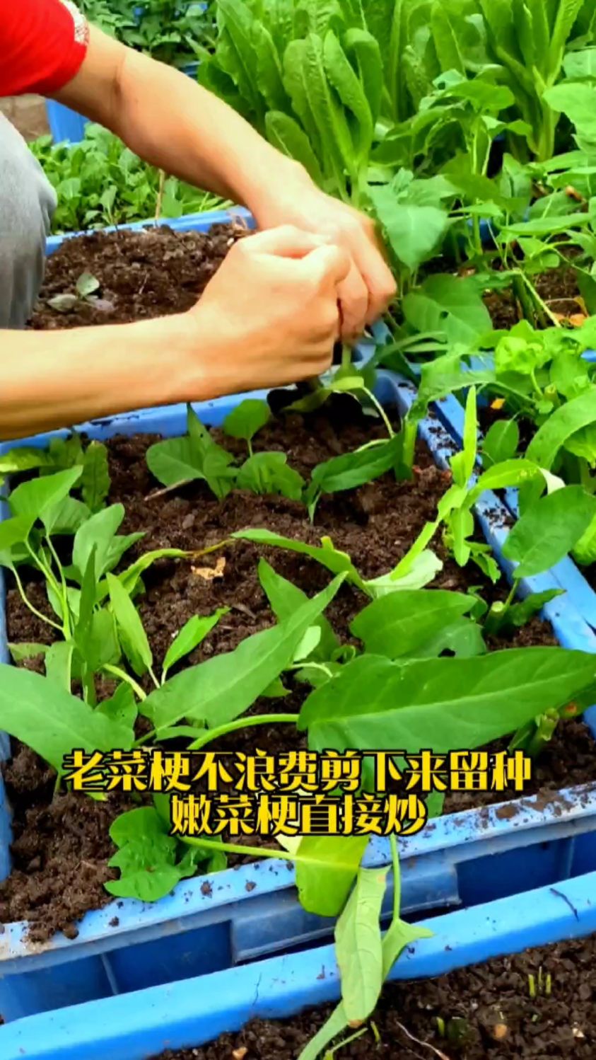 都市楼顶阳台种空心菜,只需剪下老菜梗插进种菜盘就能疯长,吃不完