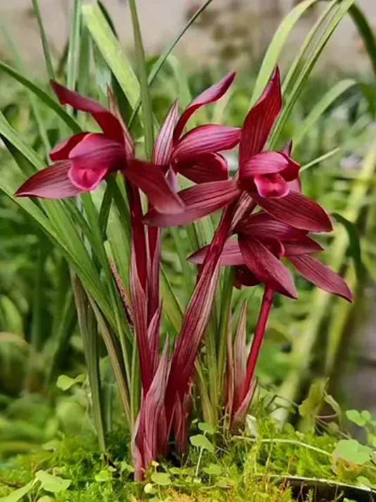 精品国兰太迷人 养好兰花有技巧 快来看呀