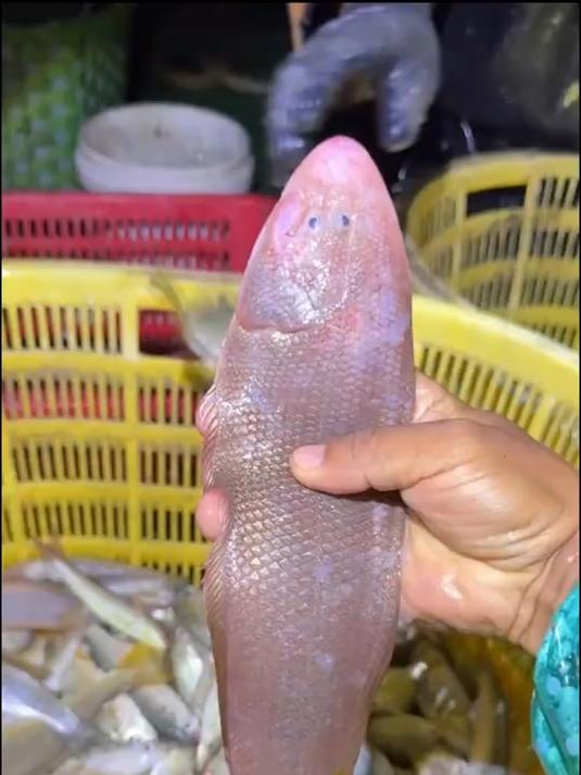 浙江杭州的郑老板,在琼州海峡竟然收获大魔鬼鱼?