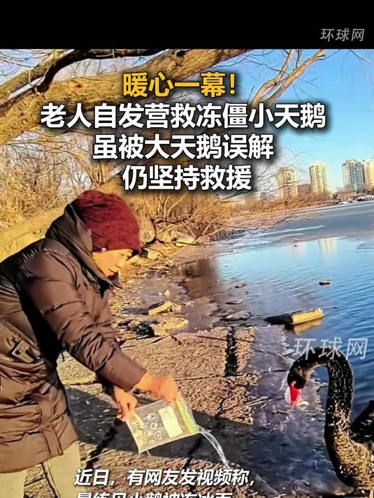 暖心一幕!老人自发营救冻僵小天鹅 虽被大天鹅误解 仍坚持救援