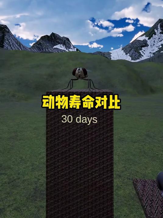 动物寿命对比谁活的最久