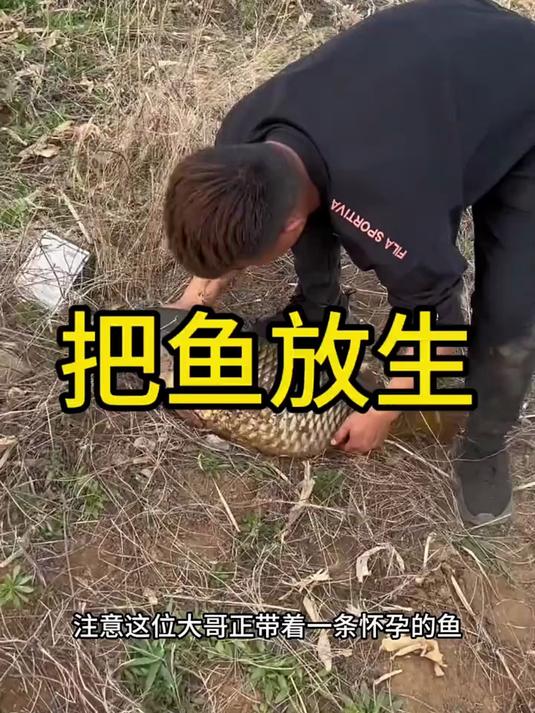 大哥放生怀孕鱼