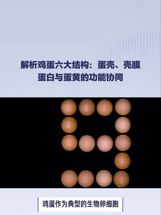 解析鸡蛋六大结构:蛋壳、壳膜蛋白与蛋黄的功能协同