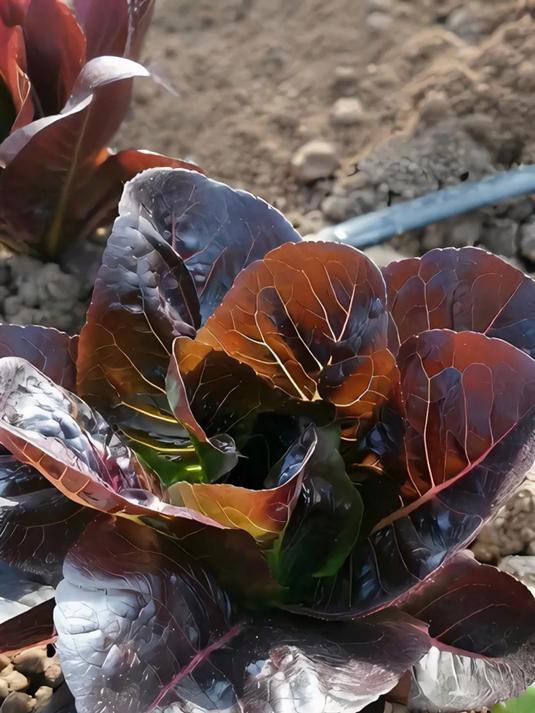 种菜新手注意!今天推荐一款能生吃的紫色蔬菜,它就是紫孔雀菜