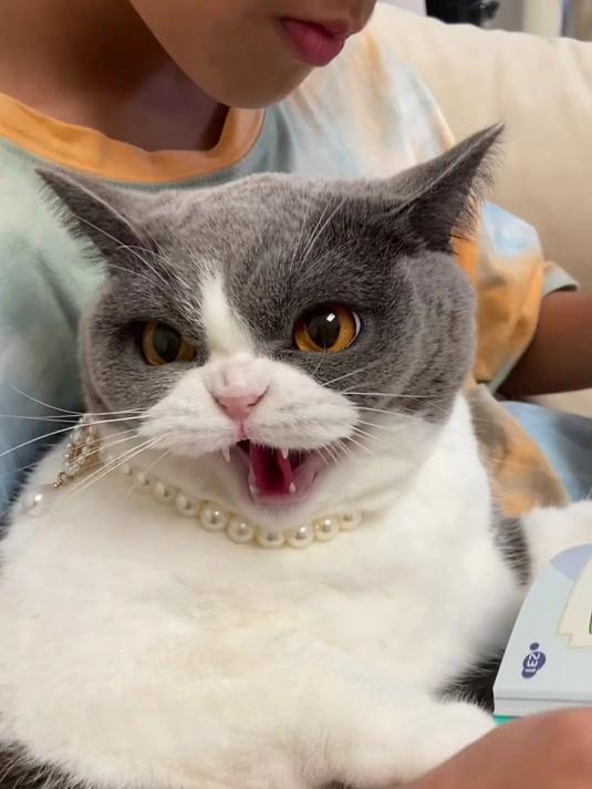 猫：我就爱看书怎么了！