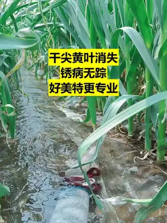 葱姜蒜韭菜病害咋解决?这招堪称克星秘籍!