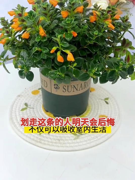 金鱼吊兰魅力大,四季常绿不落叶,室内生机永不灭!