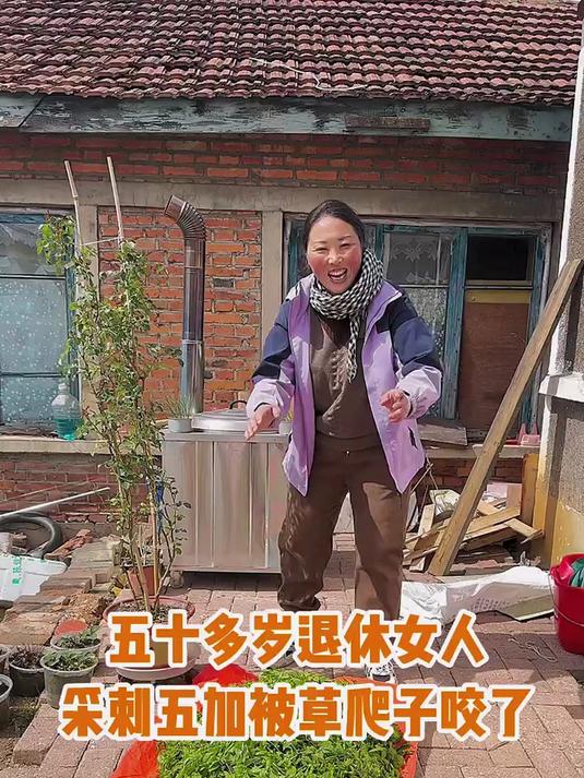上山采刺五加叶开始屯山菜