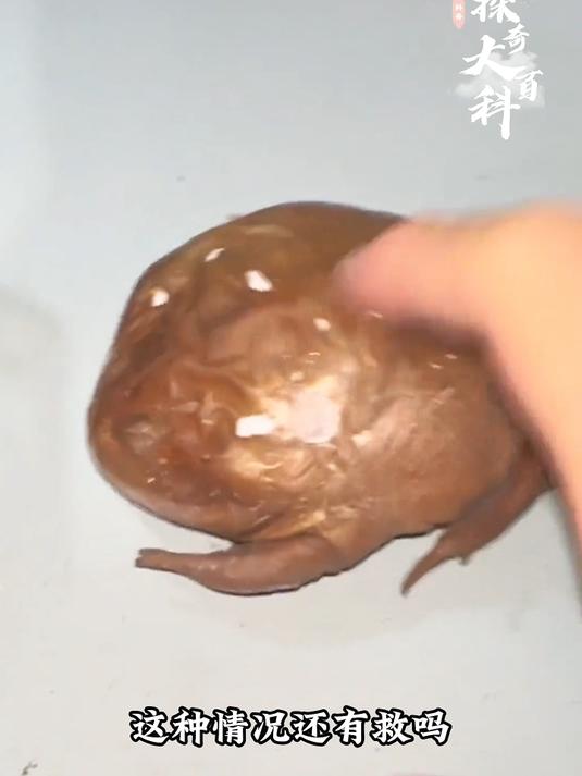 这些动物还有得救吗?#动物 #动物科普 #保护动物 #涨知识