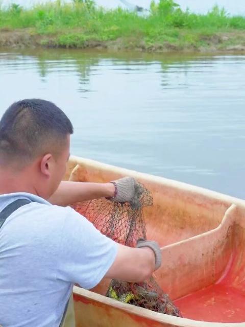 花2000块在龙虾塘包下十多个三天没起的地笼，没想到里面