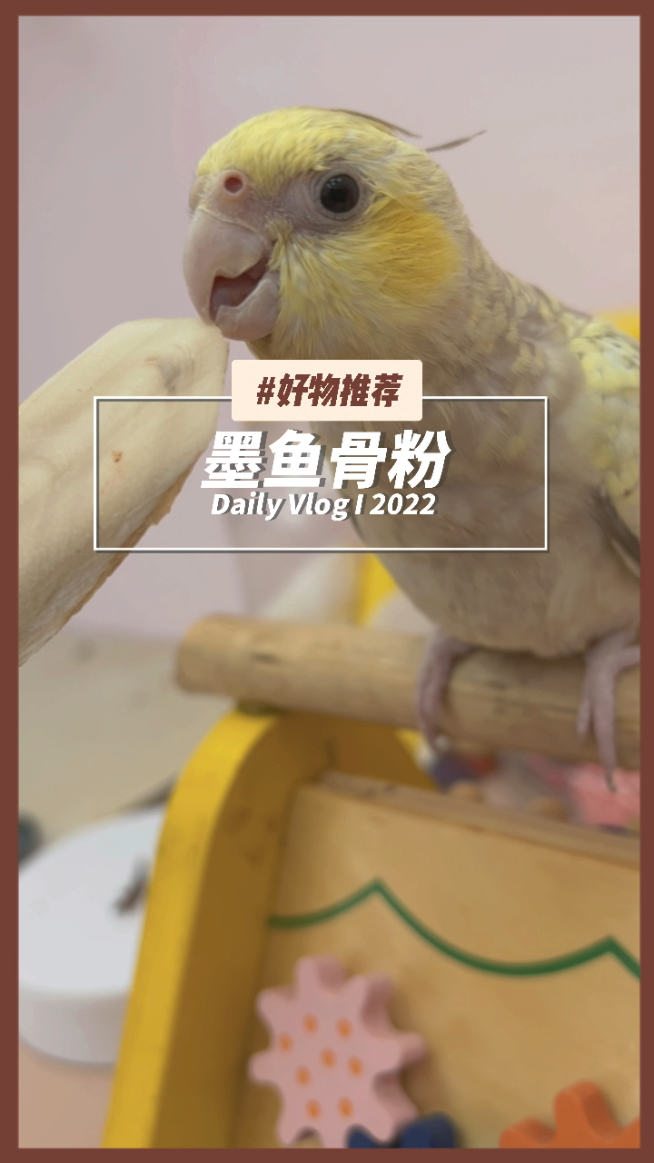 鹦鹉不啃墨鱼骨怎么办?